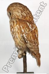 Whole Body Owl